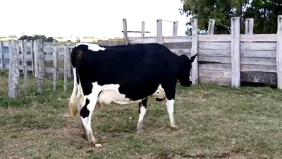 Lote Vaca HOLANDO, San José