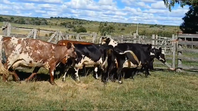 Lote 7 Vacas de Invernada CRUZAS SHORTON 450kg -  en COSTAS DEL ROSARIO