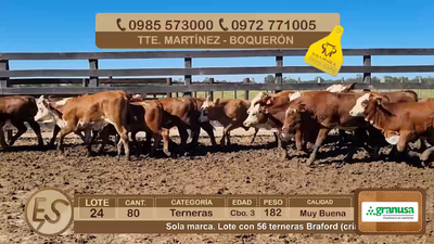 Lote Lote 24