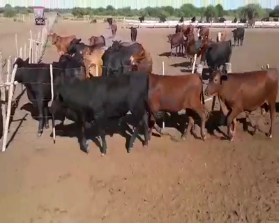 Lote 0 Novillos en Chaco, Juan José Castelli