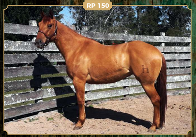 Lote EA BRISSA SOLENA SPARK