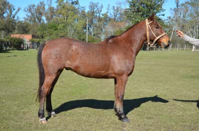 Lote Solitario del Paso
