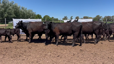 Lote 10 Vaquillona  C/ cria  y con Servicio en Pasteur