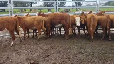 Lote TERNERAS