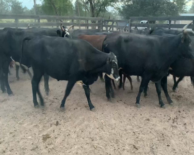 Lote 50 Vacas nuevas Preñadas en Juan José Castelli, Chaco