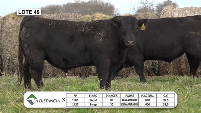 Lote TOROS PP y PC