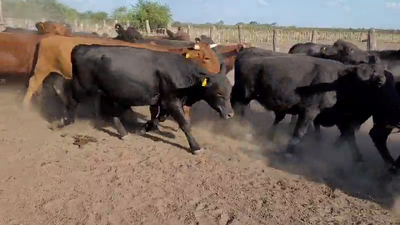 Lote 200 Novillos en Entre Ríos, Villaguay