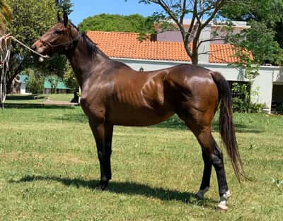 Lote KERUBIM BLUE  - preñada por Gandhi Di Job