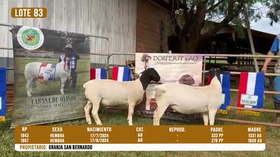 Lote LOTE 83