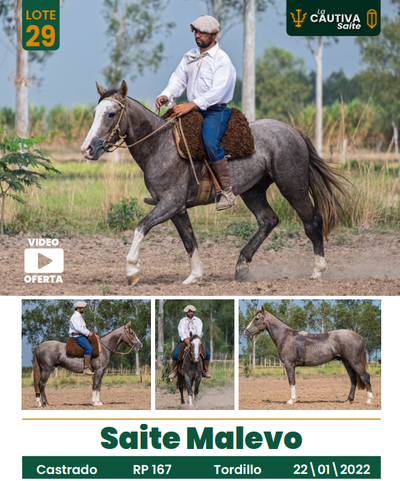Lote LOTE 29