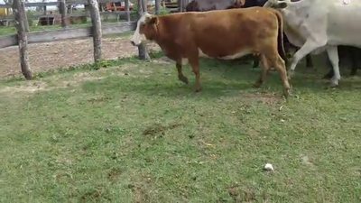 Lote 55 Vacas de invernar en Berón de Astrada, Corrientes