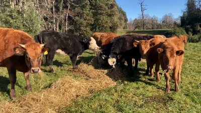 Lote 25 Vaquilla Engorda en Purranque, X Región Los Lagos