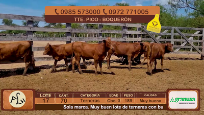 Lote 70 Terneras CBO 3 Híbridas (tipo Brangus). Coloradas 189kg - , Boquerón