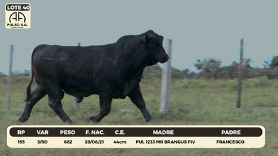 Lote LOTE 40