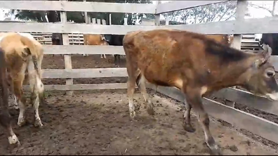 Lote 3 Terneros Jersey en Libertad