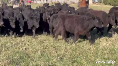 Lote 110 Terneros
