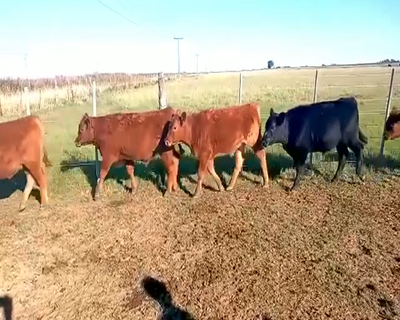 Lote 9 Terneros en Pueblo Italiano, Córdoba