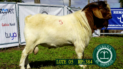 Lote RP 384