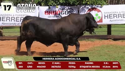 Lote LOTE 17