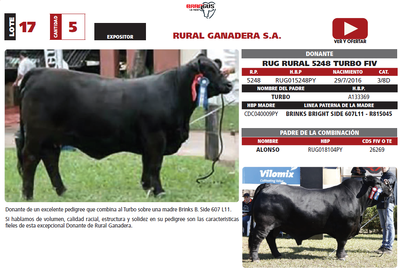 Lote LOTE 17
