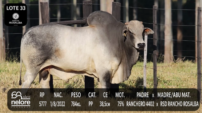 Lote LOTE 33