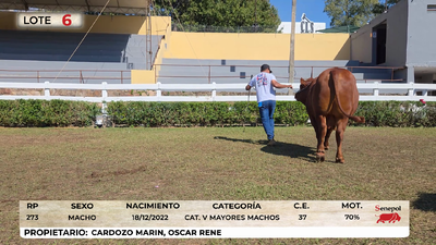 Lote LOTE 6