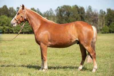 Lote Timote Rumor