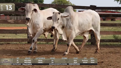 Lote LOTE 13