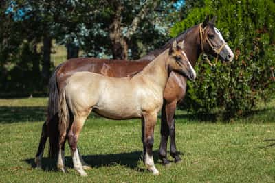 Lote Tobogan Guapa