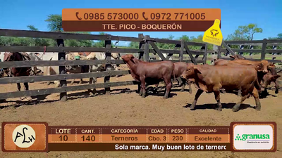 Lote 140 Terneros CBO 3 Tipo Brangus y Acebuzados. 230kg - , Boquerón