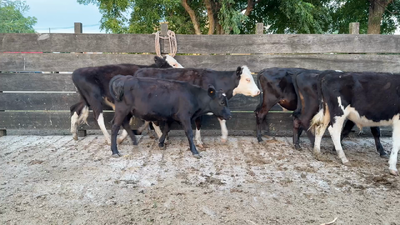 Lote TERNEROS