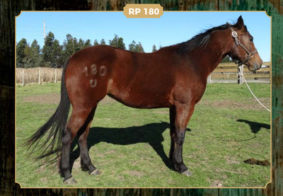 Lote DOÑA ADELA 180
