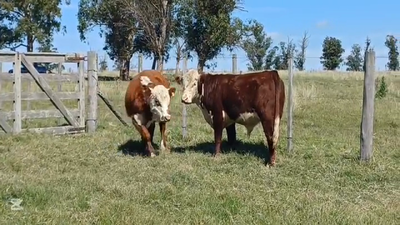 Lote TERNEROS