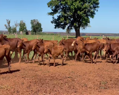 Lote 80 Terneros en Santo Tomé, Corrientes
