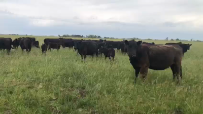 Lote 24 Vacas USADAS con cría en Azul, Buenos Aires