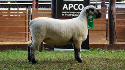 Lote Hampshire Down Expo Internacional 2022 - Lote 14