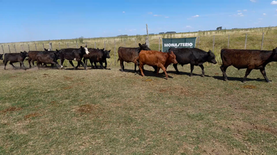 Lote 34 Terneros/as en Benito Juarez