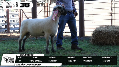 Lote LOTE 38- BOZAL