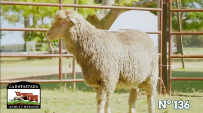 Lote Merino Donhe