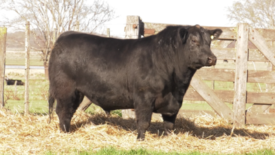 Lote TOROS PUROS POR CRUZA