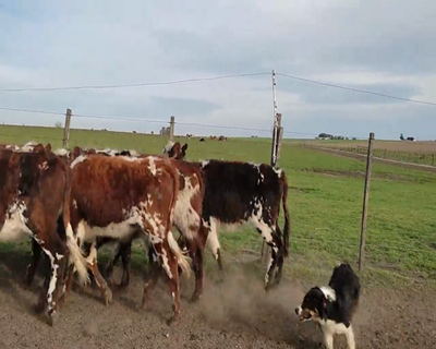 Lote (Vendido)7 Terneras NO 212kg - , Colonia