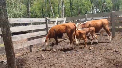 Lote PIEZAS DE CRIA
