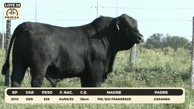Lote LOTE 36