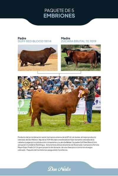 Lote Paquete de 5 Embriones