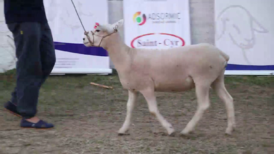 Lote Lote 31 - Ovinos