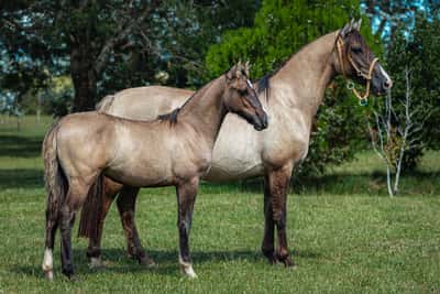 Lote Tobogan Martina