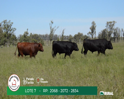 Lote TOROS SA 3 AÑOS