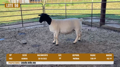Lote LOTE 56- DESTACADO