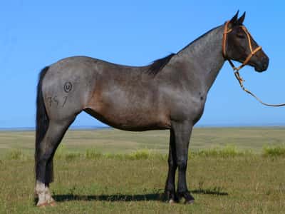 Lote Lupita Salpay