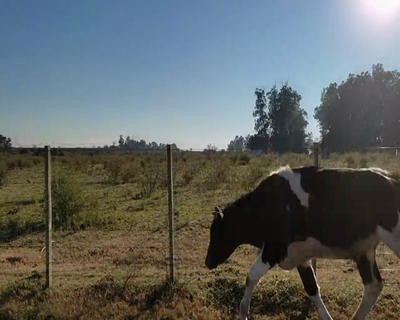 Lote (Vendido)Novillos 1 a 2 años HO 320kg - , Colonia